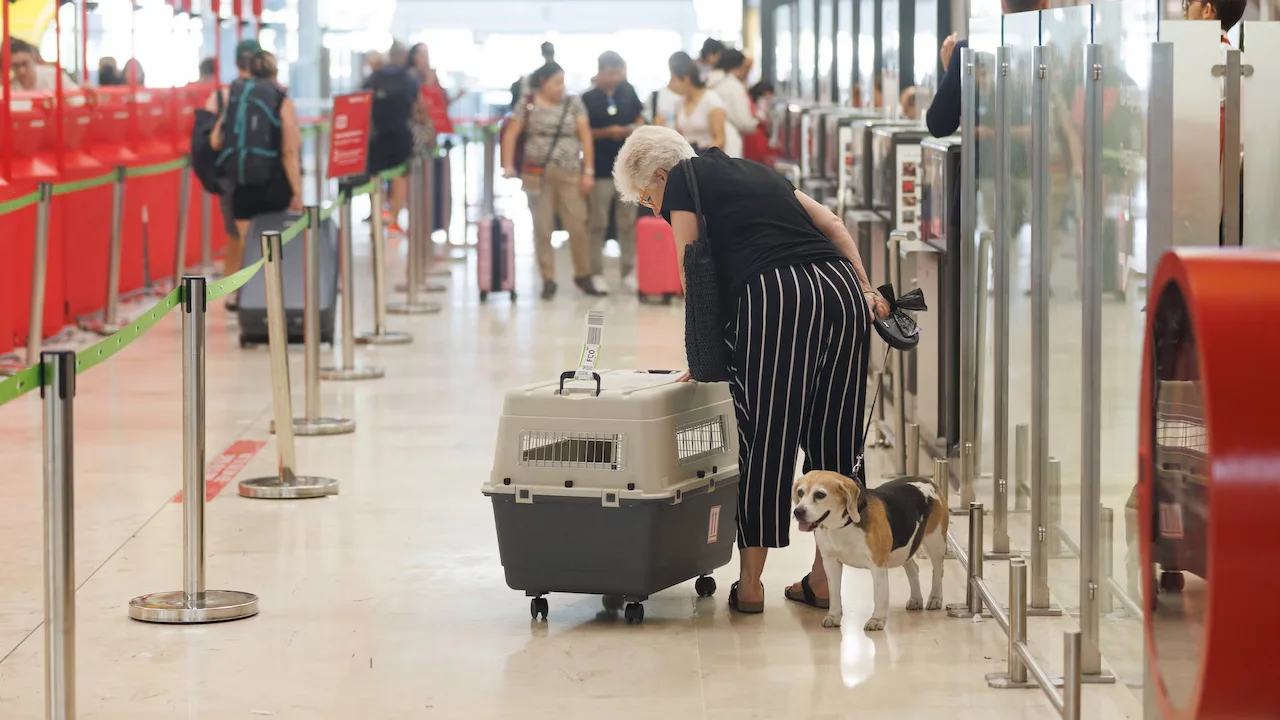 Un perro no es un equipaje, es un ser vivo / Foto: EP