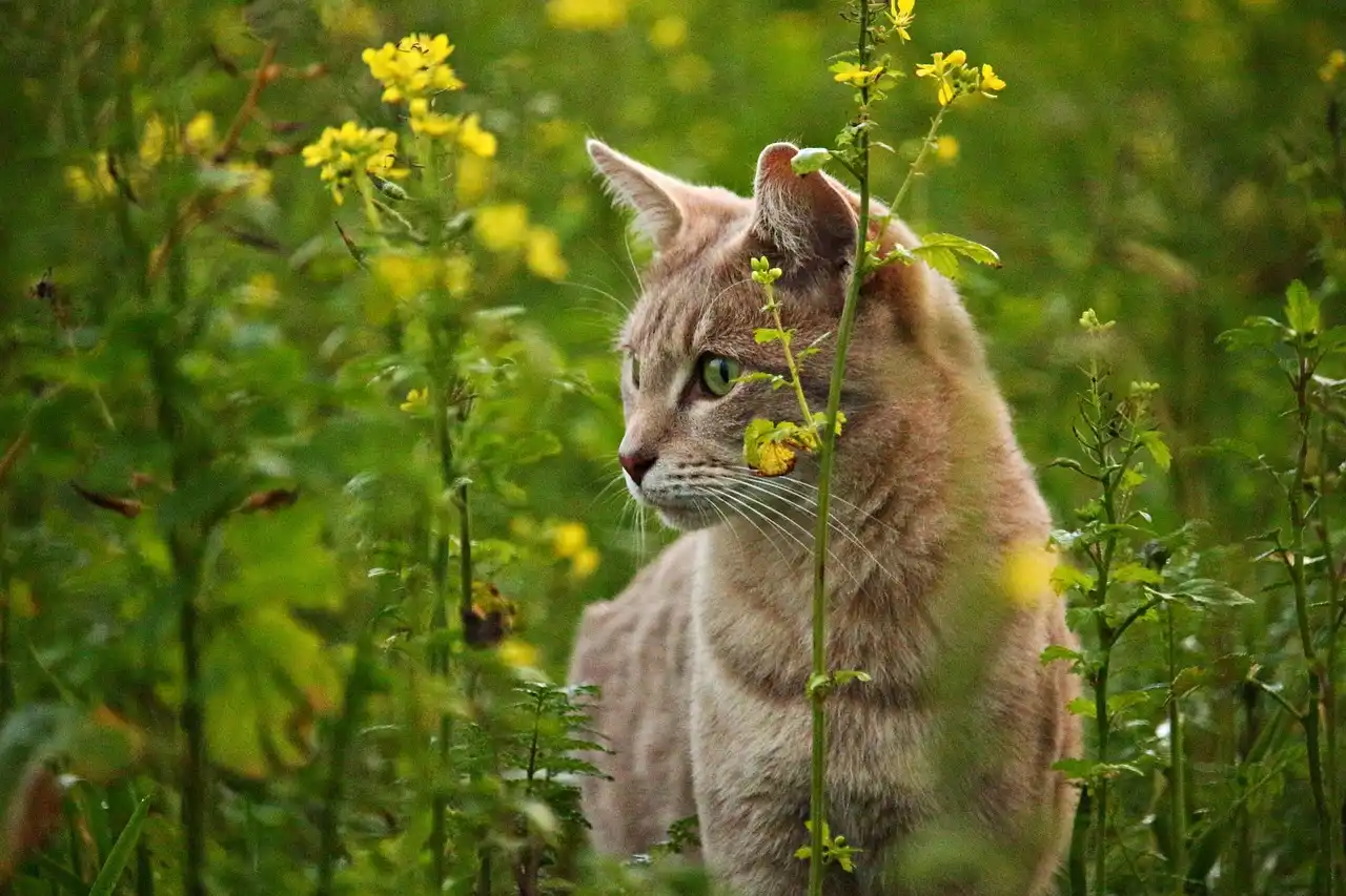 El impacto de los gatos domésticos en la fauna silvestre / Foto: PB El impacto de los gatos domésticos en la fauna silvestre / Foto: PB