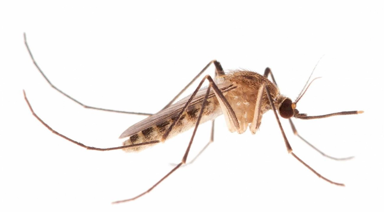 Imagen de cerca de una hembra de mosquito Culex Pipiens / Imagen: SINC