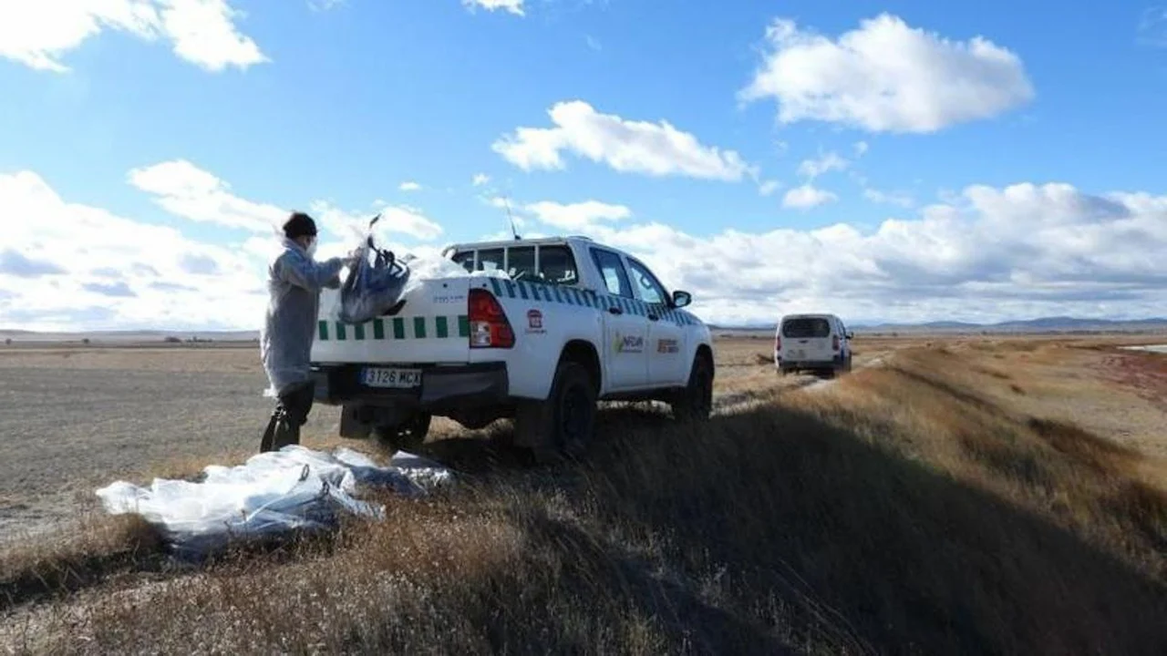 Gripe aviar en Aragón, más de 250 grullas muertas / Foto: Gobierno de Aragón - EP