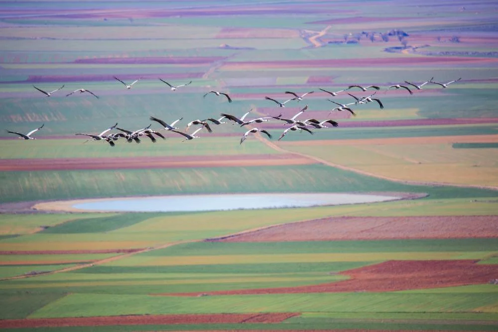 Reserva Natural de la Laguna de Gallocanta Reserva Natural de la Laguna de Gallocanta