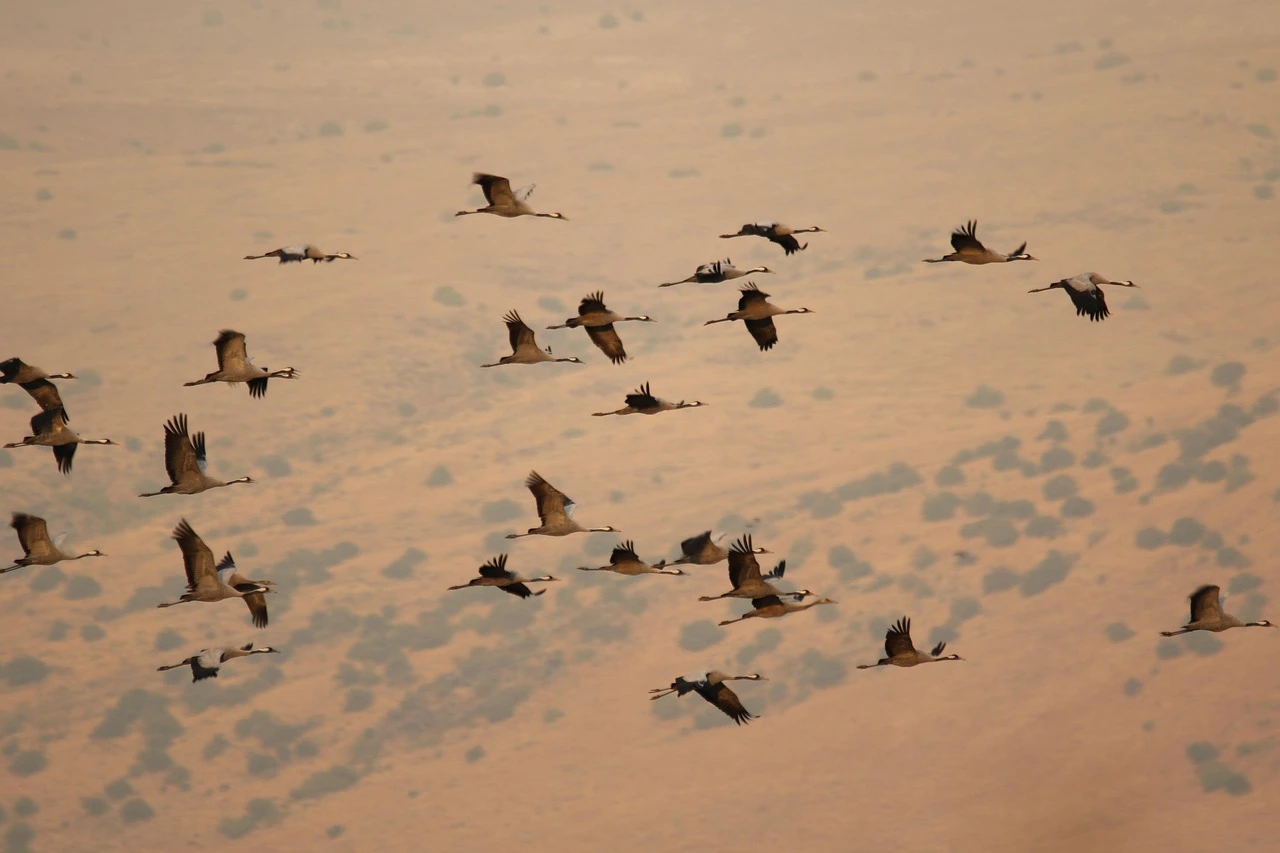 Evitar la propagación de la gripe aviar en la migración de las grullas / Foto: PB Evitar la propagación de la gripe aviar en la migración de las grullas / Foto: PB