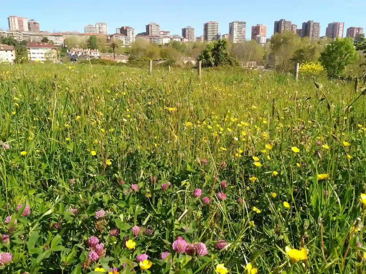 Integrar la biodiversidad en el diseño y planificación de las ciudades. Prado natural en la ciudad de Santander / Foto: SEO/BirdLife Integrar la biodiversidad en el diseño y planificación de las ciudades. Prado natural en la ciudad de Santander / Foto: SEO/BirdLife