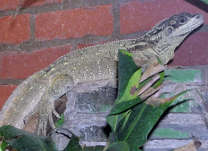 Un hidrosaurio crestado filipino (Hydrosaurus pustulatus)