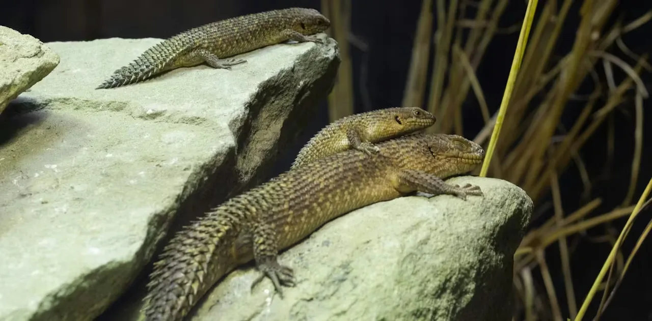 Los reptiles son un grupo diverso del cual sabemos relativamente poco. Una familia de escincos (Egernia stokesii) en el zoo de Londres / Foto: Alicia Bartolomé, CC BY-SA