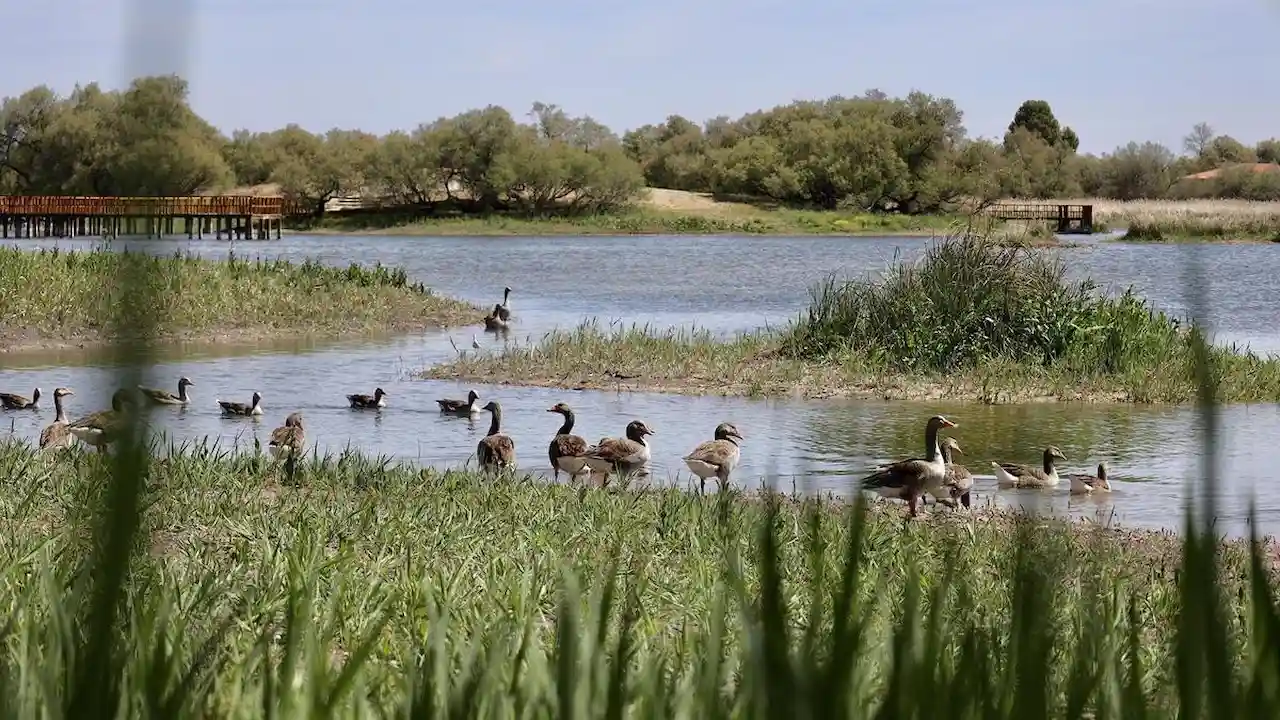 Gripe aviar en las Tablas de Daimiel, Castilla-La Mancha / Foto: EP Gripe aviar en las Tablas de Daimiel, Castilla-La Mancha / Foto: EP