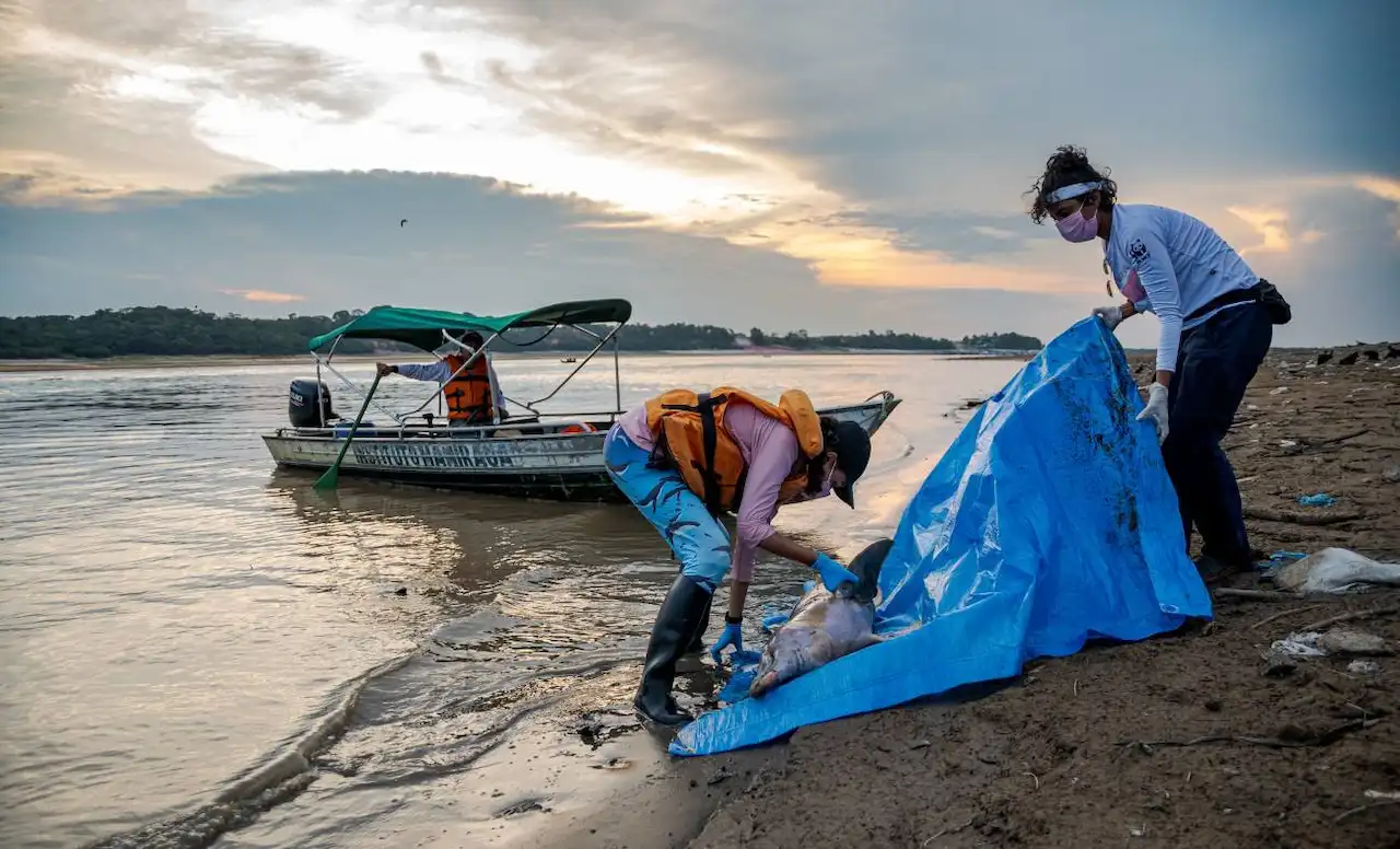 Botes en el Lago Tefé (Brasil) recogiendo delfines muertos / Foto: Miguel Monteiro - SINC
