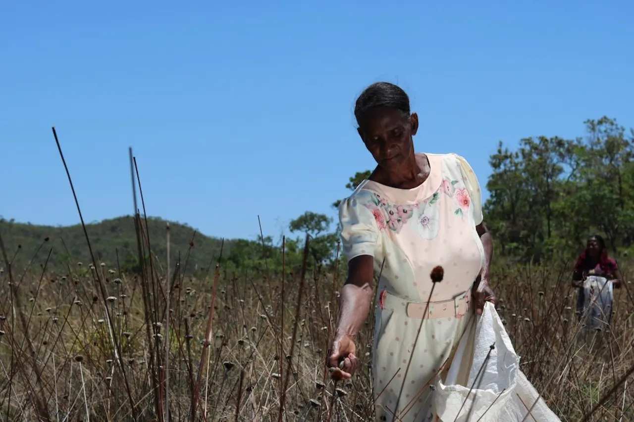 OIM: las personas en el centro de la acción climática. Las comunidades locales plantan semillas nativas en el Parque Nacional Chapada dos Veadeiros en Goiás, Brasil, para ayudar a restaurar el ecosistema y promover la resiliencia climática / Foto: OIM