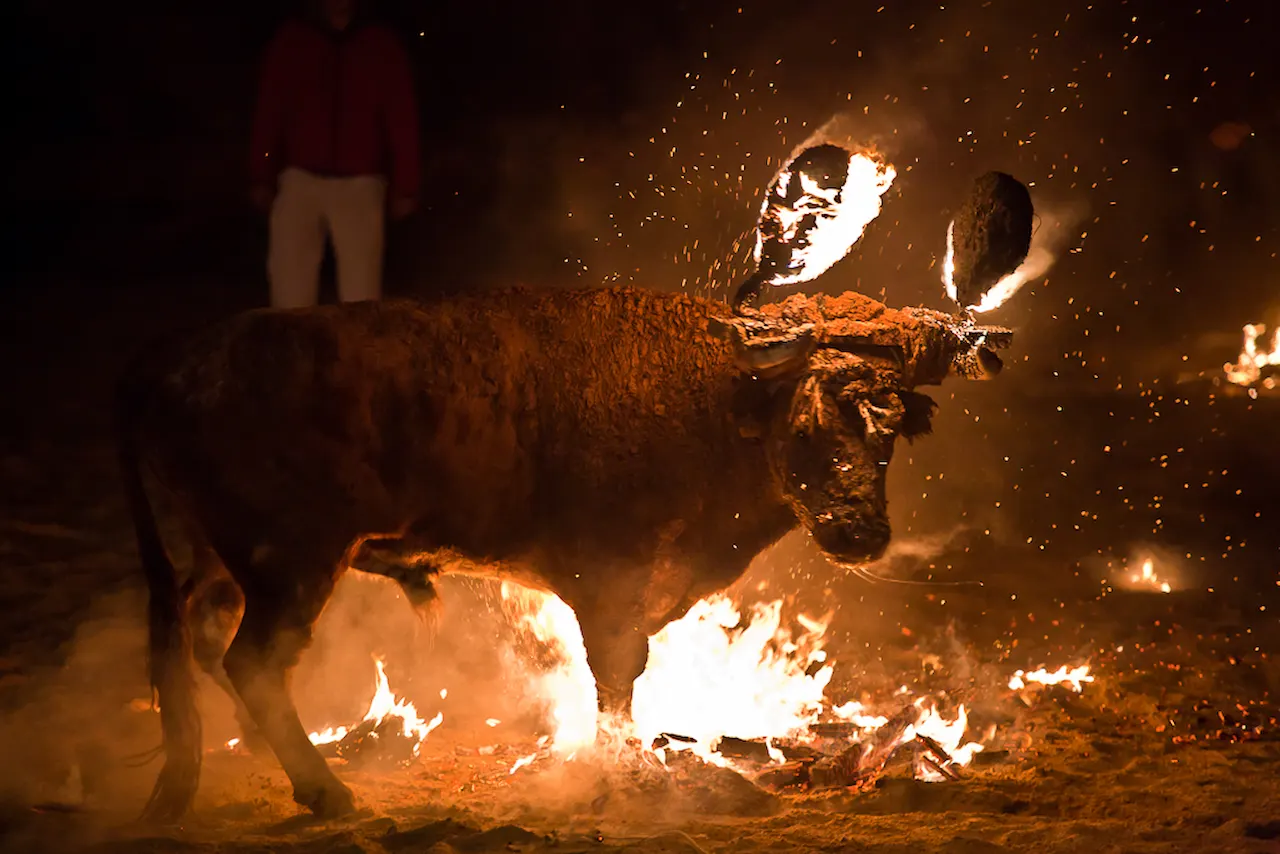 La tradición del 'Toro Júbilo' de Medinaceli / Foto: PACMA