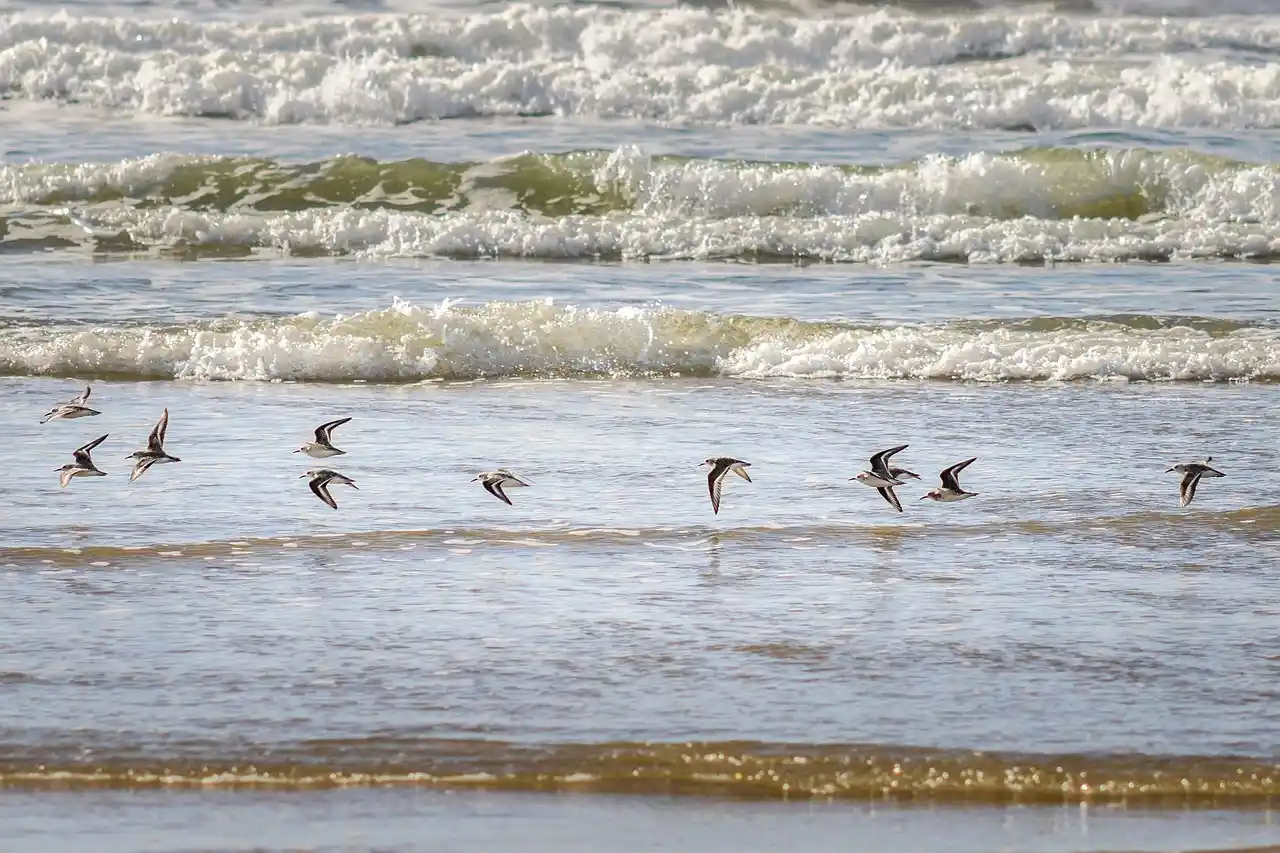 La pandemia de gripe A H5N1en las especies silvestres. Gripe aviar / Foto: PB La pandemia de gripe A H5N1en las especies silvestres. Gripe aviar / Foto: PB