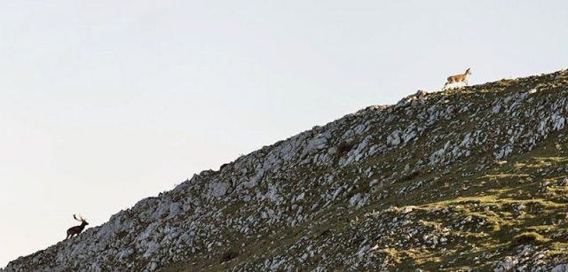 Un macho de gamo persigue a una hembra por una cresta caliza de la sierra del Sueve / Foto: Roger Rovira