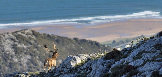 La sierra del Sueve se alza a tan solo cuatro kilómetros del Cantábrico. Veterinarias / Foto: Roger Rovira