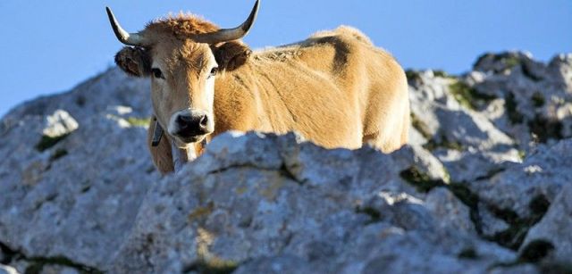 Los gamos compiten por los pastos con el abundante ganado vacuno de la zona / Foto: Roger Rovira