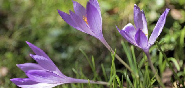 El tóxico azafrán de otoño (Crocus serotinus) florece en el Sueve en otoño, coincidiendo con la ronca / Foto: Roger Rovira