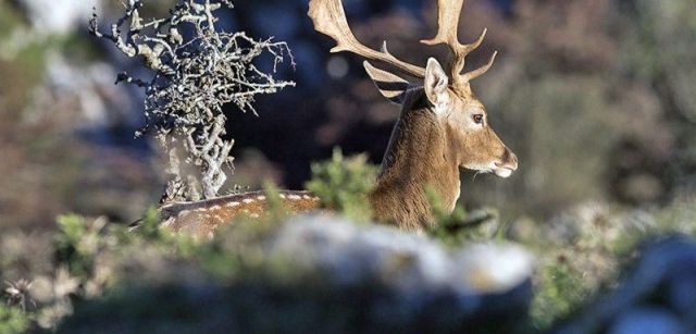 La forma aplanada de la cornamenta del gamo es única entre los cérvidos. Veterinarios  / Foto: Roger Rovira