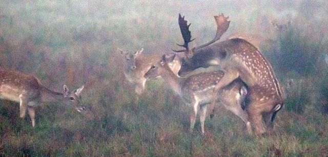 Cópula entre la niebla en el Parque Natural dels Aiguamolls de l'Empordà / Foto: Roger Rovira