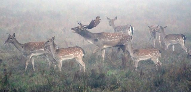 Un macho dominante ronca rodeado por sus hembras en el Parque Natural dels Aiguamolls de l'Empordà (Girona) / Foto: Roger Rovira