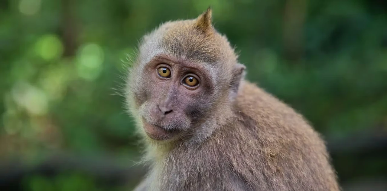 Rejuvenecer es posible. Retrato de un joven mono Cynomolgus / Foto: The Conversation
