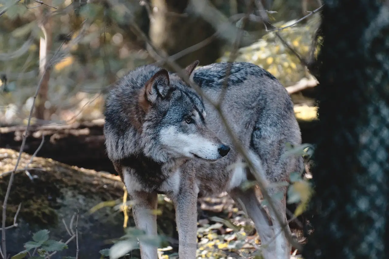 Ecologistas defienden que la estimación de la presencia de 200 lobos en Cantabria carece de base científica / Foto: PB