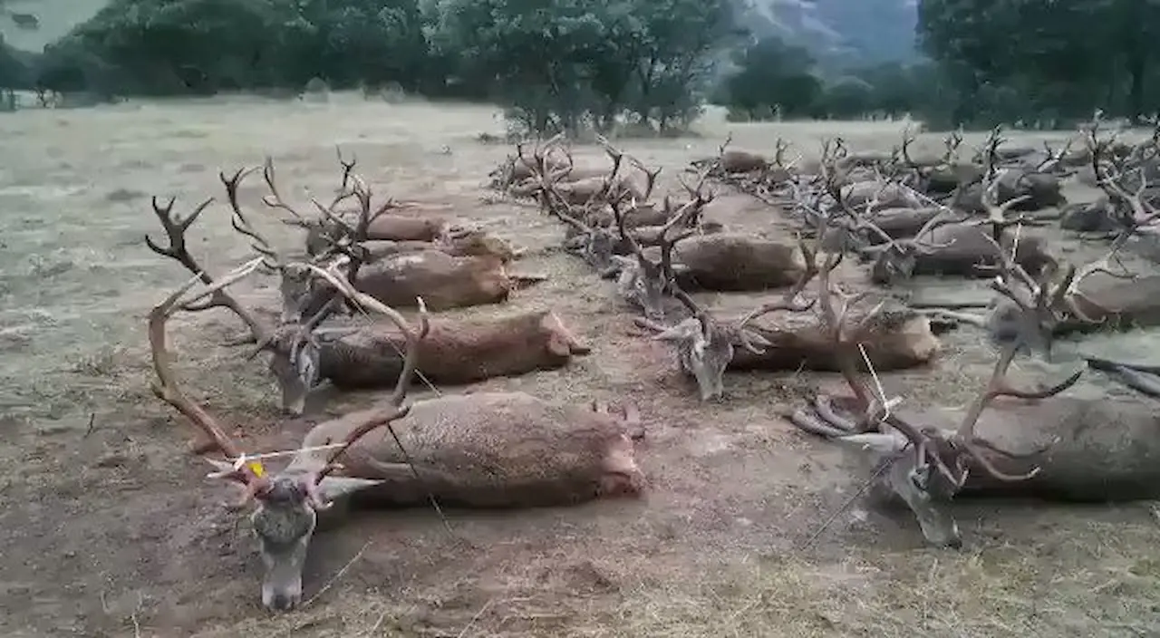 Autorizada en Extremadura la venta directa de piezas de caza / Foto: PACMA