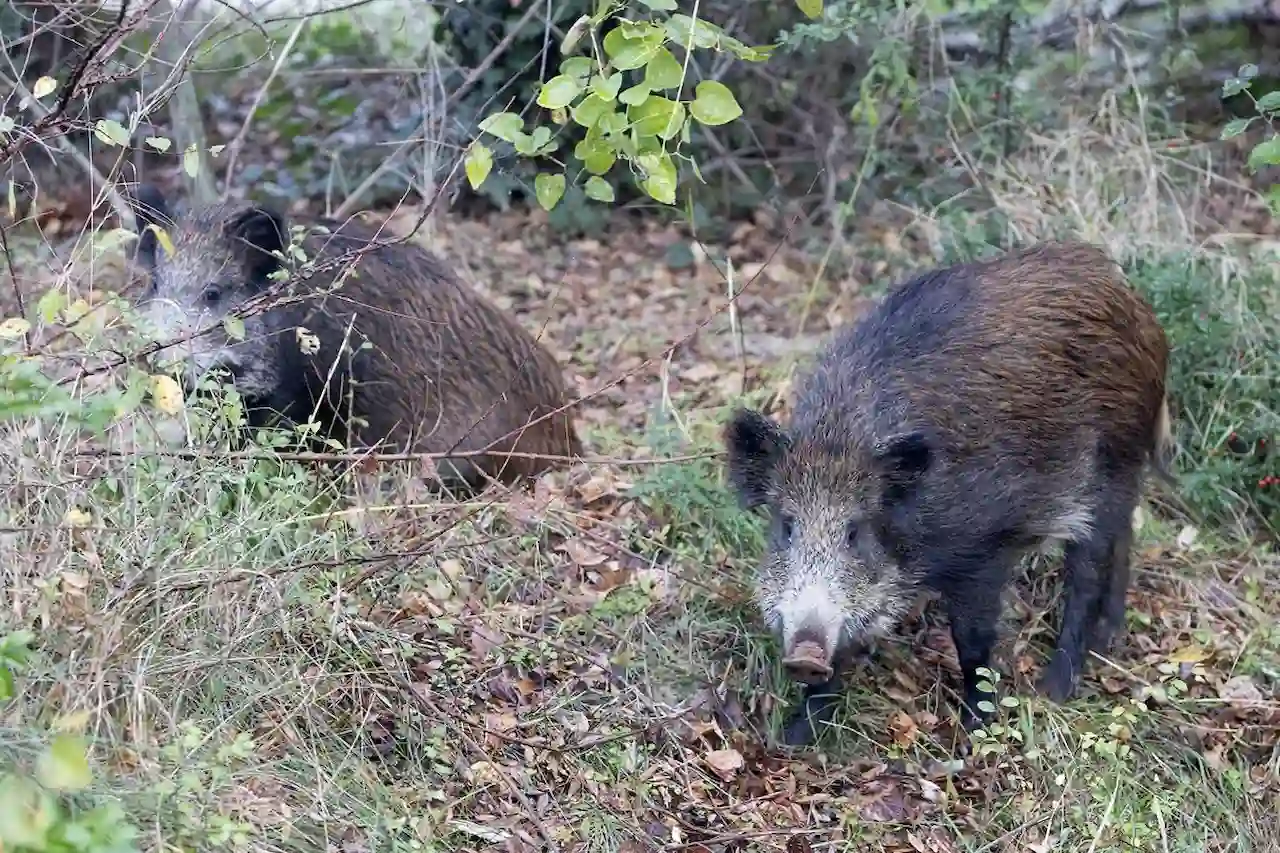 La peste porcina africana se ceba con los jabalíes / Foto: EP