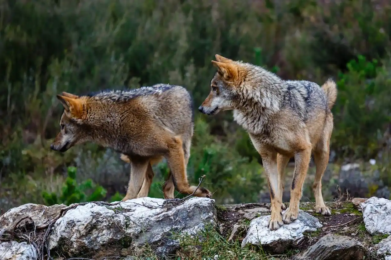 Cuando el sensacionalismo eclipsa la ciencia. Dos ejemplares de lobo ibérico / Foto:  'The Conversation'