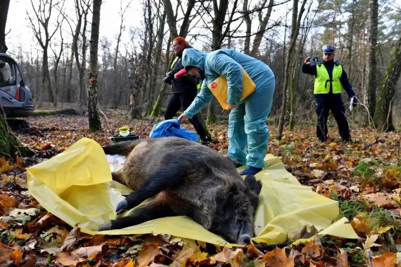Pérdidas millonarias por la peste porcina en la UE. Veterinario observa un jabalí muerto por peste porcina en Dalewo, Polonia / Foto: EFE/EPA/Marcin Bielecki