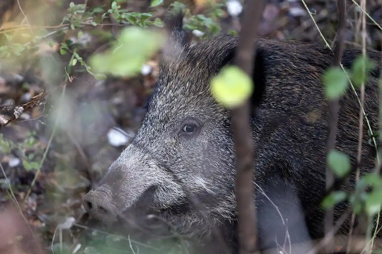 La peste porcina africana y gestión del medio natural / Foto: EP