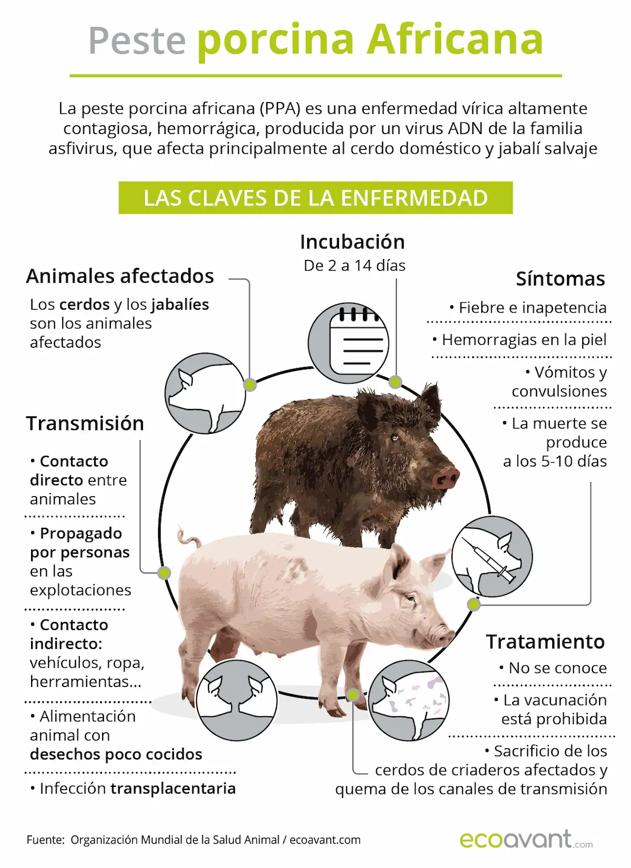 Qué es la peste porcina africana (PPA) / Infografía: EA