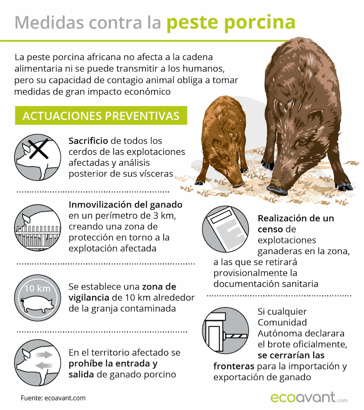 Medidas contra la peste porcina africana (PPA) / Infografía: EA