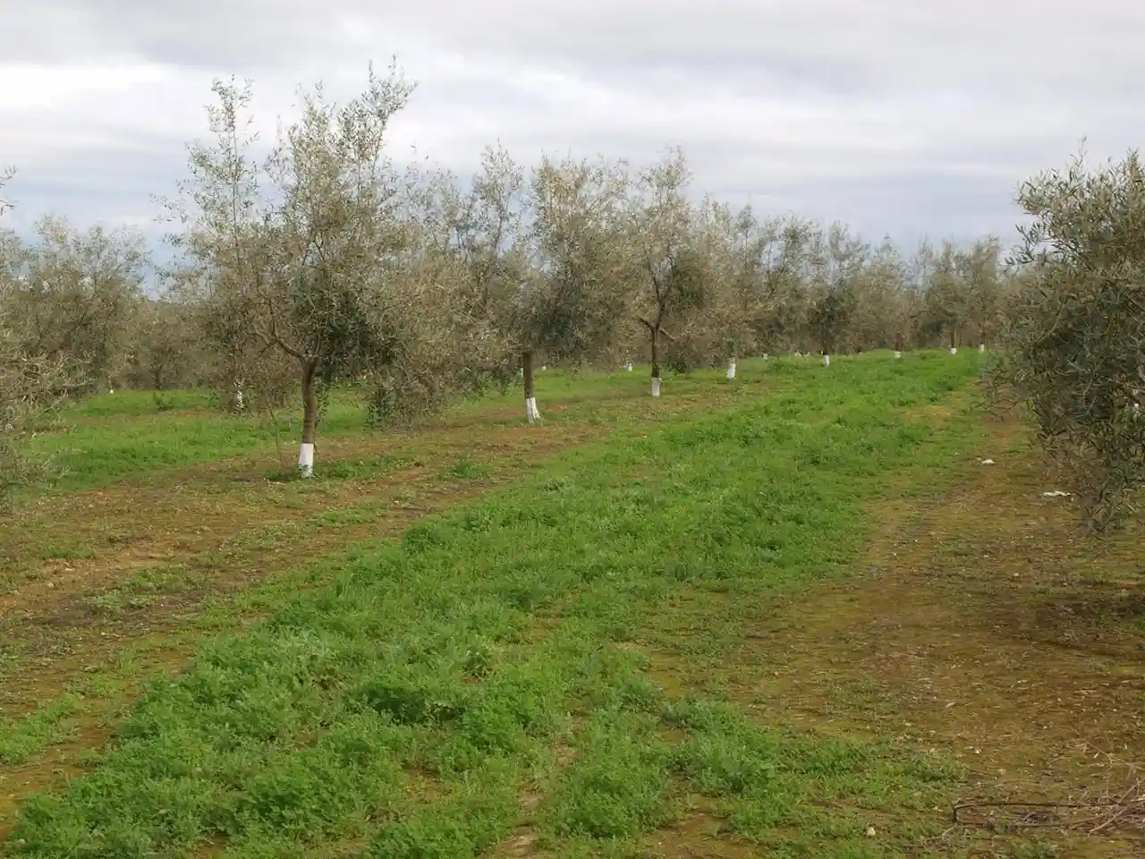 Sin suelos sanos no podemos garantizar la alimentación / Foto: EP