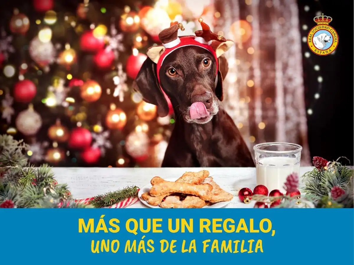 Más que un regalo Más que un regalo