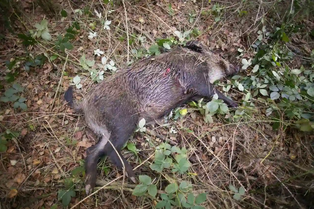 Piden no cazar jabalíes para combatir la peste porcina africana / Foto: EP Piden no cazar jabalíes para combatir la peste porcina africana / Foto: EP