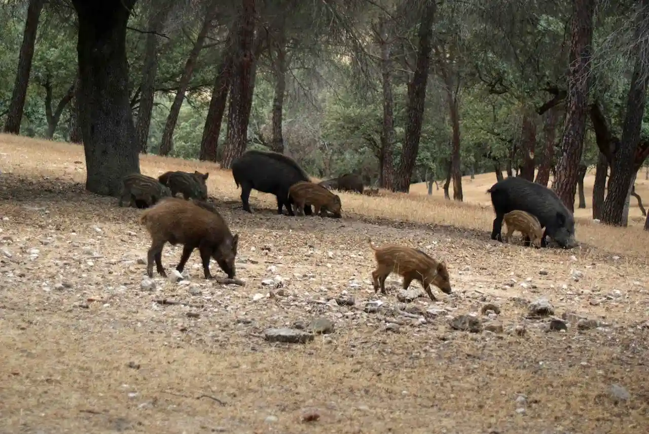 Familia de jabalíes en la sierra de Collserola, Barcelona / Foto: EP Familia de jabalíes en la sierra de Collserola, Barcelona / Foto: EP