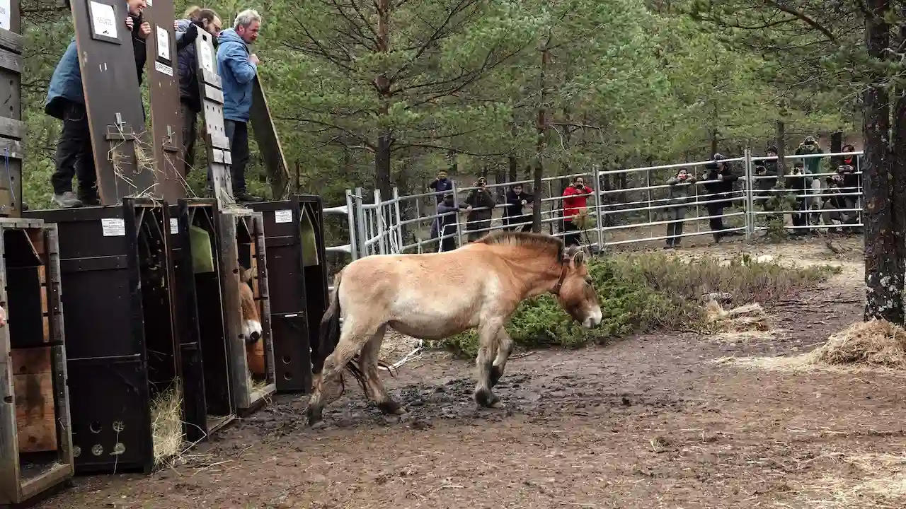 La llegada de los caballos salvajes de Przewalski a la finca 'La Campana' / Foto: JCCM
