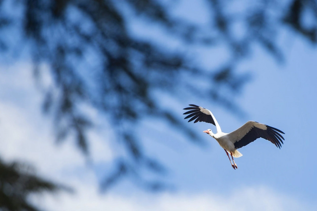 Confirman un nuevo foco de gripe aviar en las cigüeñas muertas de Getafe / Foto: Ayto. de Alcalá de Henares Confirman un nuevo foco de gripe aviar en las cigüeñas muertas de Getafe / Foto: Ayto. de Alcalá de Henares