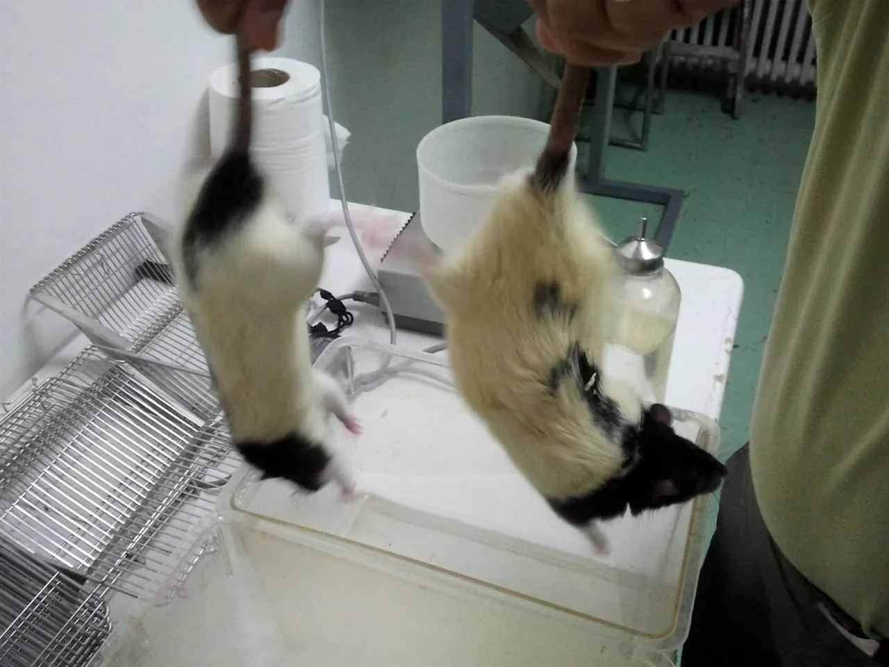 Experimentación con animales / Foto: EP