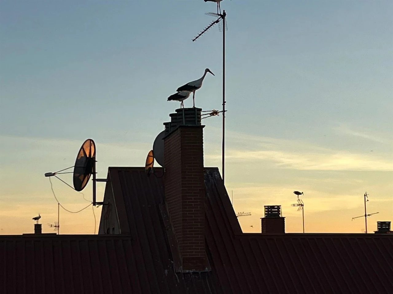La gripe aviar afecta masivamente a las cigüeñas en Madrid / Foto: EP La gripe aviar afecta masivamente a las cigüeñas en Madrid / Foto: EP