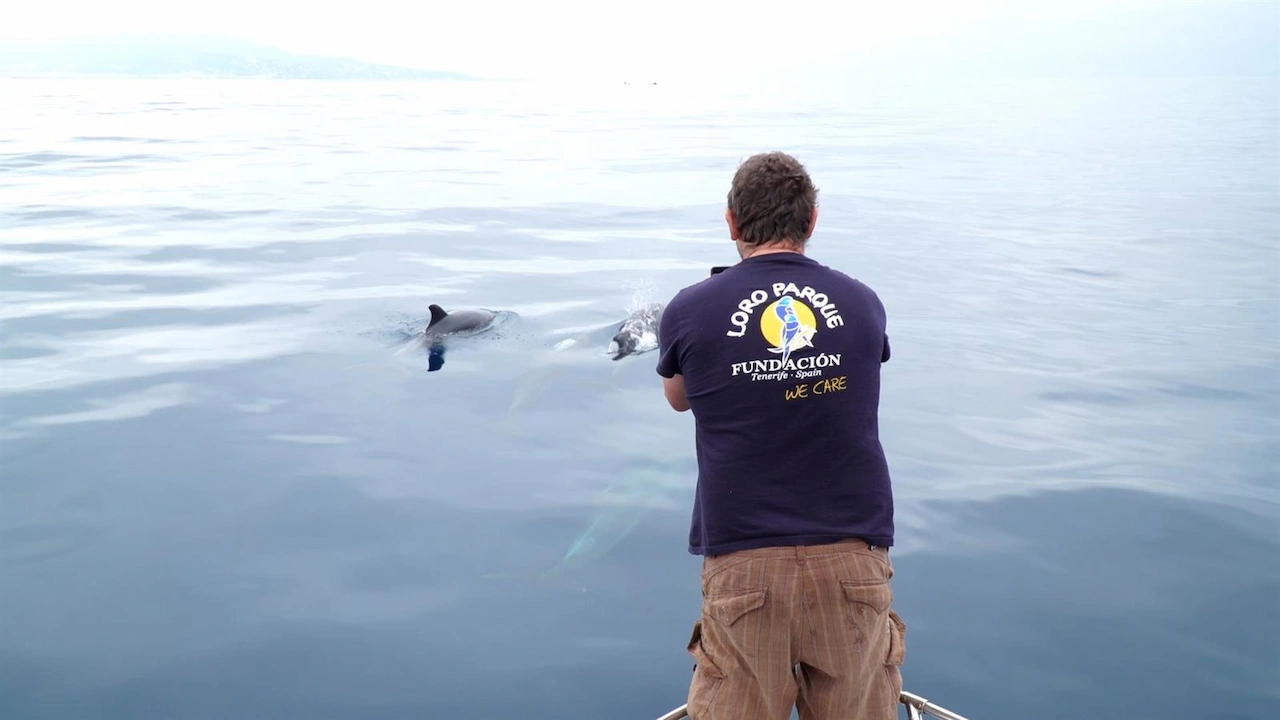 Técnico de Loro Parque Fundación analiza a las orcas ibéricas en el Estrecho de Gibraltar / Foto: LPF