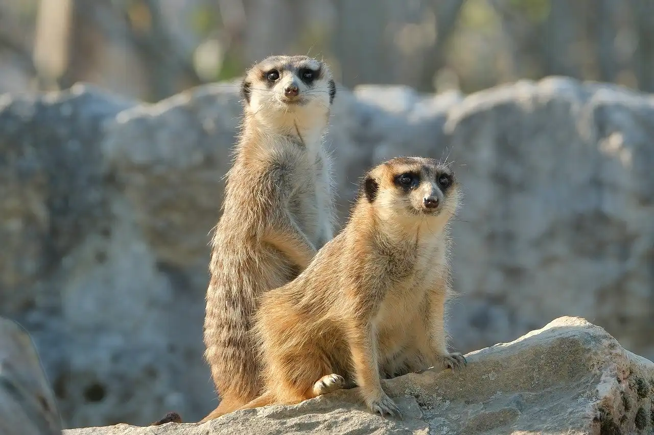 Pareja de suricatas / Foto: PB Pareja de suricatas / Foto: PB