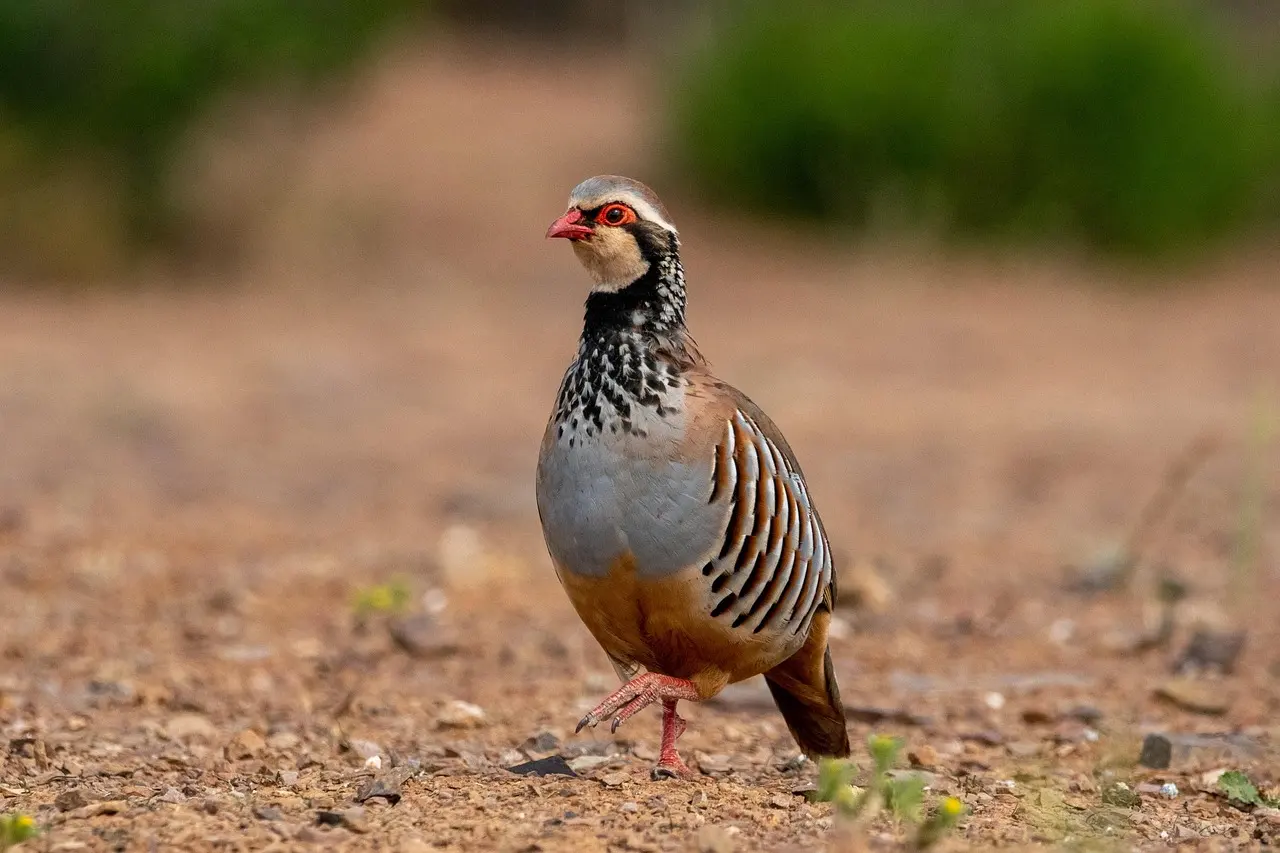 Amenaza climática para las aves en el Mediterráneo. Perdiz roja / Foto: PB Amenaza climática para las aves en el Mediterráneo. Perdiz roja / Foto: PB