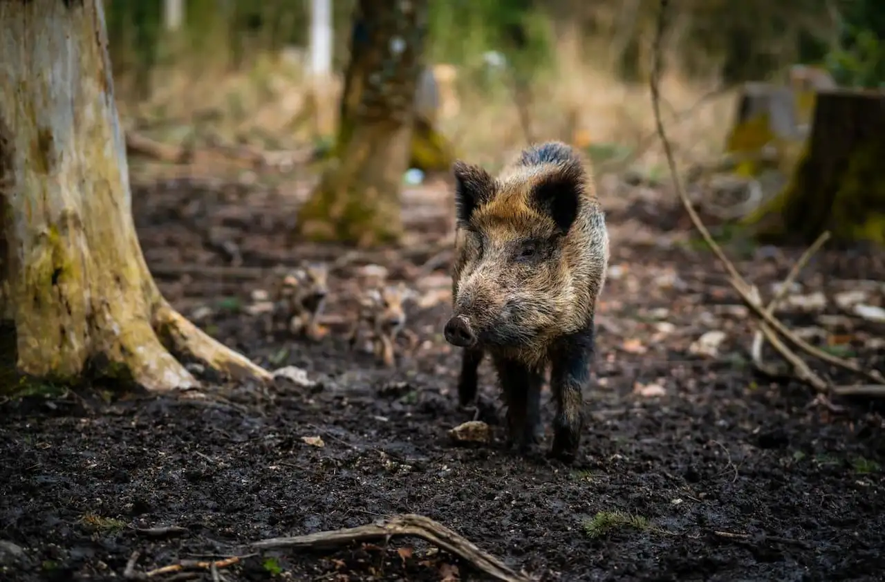 La peste porcina africana en Collserola. Continuan las investigaciones para dilucidar el origen / Foto: UP La peste porcina africana en Collserola. Continuan las investigaciones para dilucidar el origen / Foto: UP