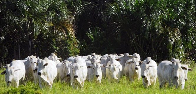 Vacas pastando en las Fazendas São Marcelo, en el estado de Mato Grosso / Foto: GrupoJD