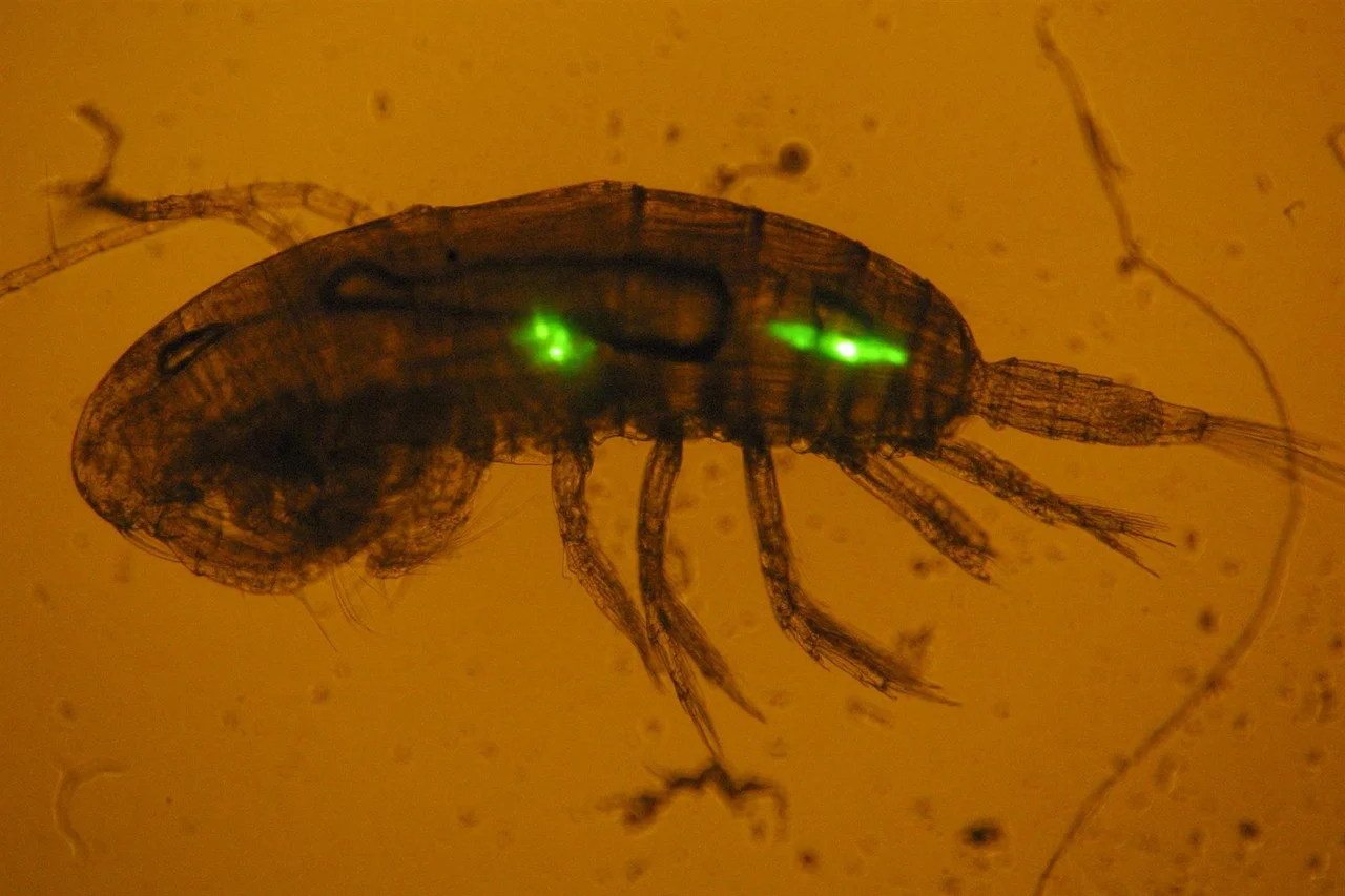 El zooplancton procesa y transporta continuamente centenares de microplásticos cada día / Foto: IEO-CSIC