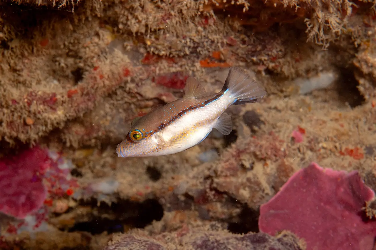 Ejemplar de 'Canthigaster capistrata' en aguas del mar de Alborán / Foto: Alejandro Martín, IEO-CSIC