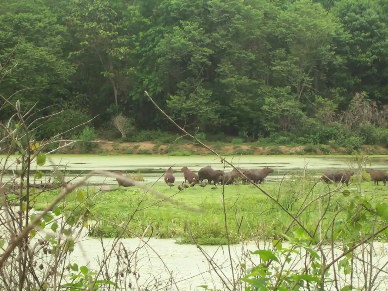 La sed de sangre humana de los mosquitos / Foto: Cecilia Ferreira de Mello
