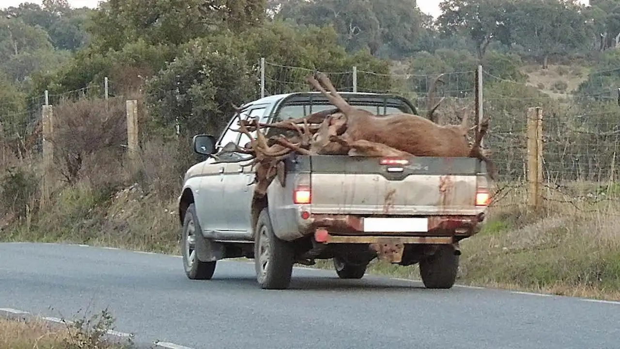 Animales abatidos durante una montería en 2013 en Las Cansinas (Monfragüe) / Foto: Ecologistas Extremadura
