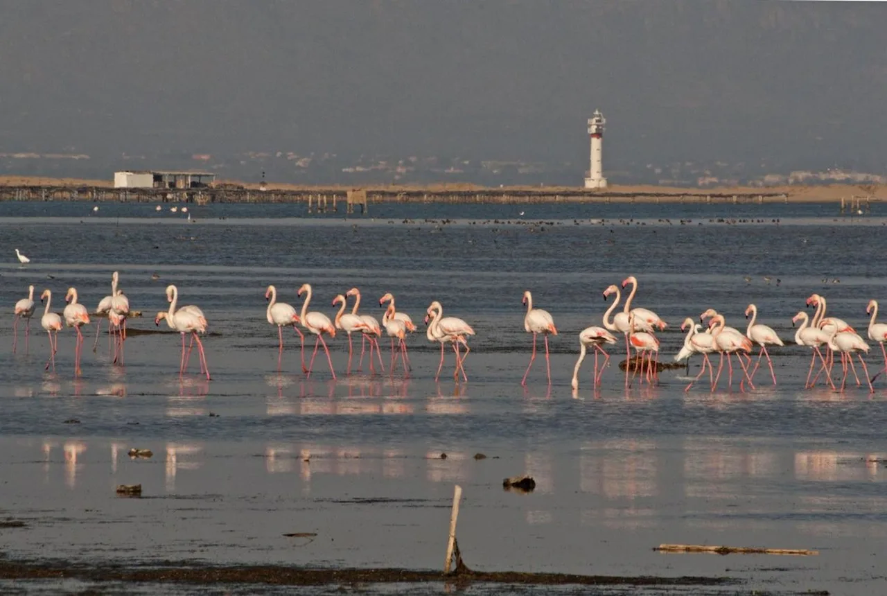 Día Mundial de los Humedales. Flamencos en el Delta / Foto: Sara Sánchez-SEO/Birdlife