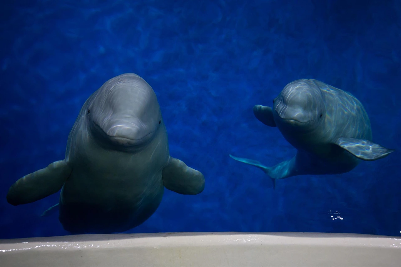 Sorprendentes estrategias de apareamiento de las ballenas beluga / Foto: EP