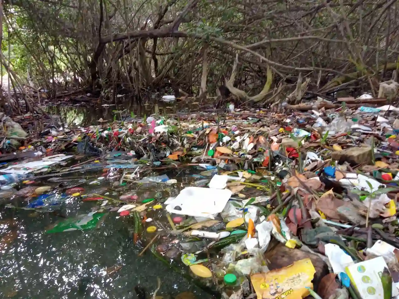 La basura invade los manglares de los países tropicales / Foto: UB